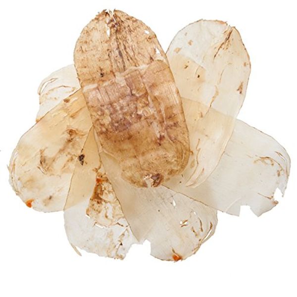 Gastrodia Elata Rhizome | Tian Ma Chinese Herb - Suitable for The Treatment of Neurasthenia, Hypertension or Relieves Wind and Pain - Chinese Herb 1 Lb - Plum Dragon Herbs