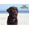 Chocolate Labrador Mothers Day Card