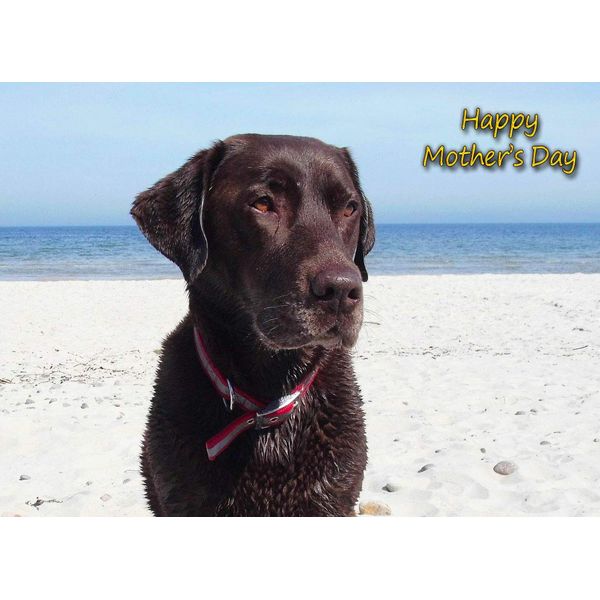 Chocolate Labrador Mothers Day Card