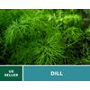 Dill, Bouquet - 100 Seeds - Culinary Herb - Heirloom - NonGMO