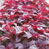 2000+PCS RED SPINACH/ RED AMARANTH SEEDS/ RAU DỀN ĐỎ | 90% GERMINATION |