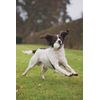Chuckit! Max Glow Ball Dog Toy