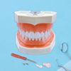 Typodont Teeth Model with Removable Teeth,Dental Tooth Model Suitable for Teaching, Practice and Study, with a Small Screwdriver. (Model and 28 Teeth)