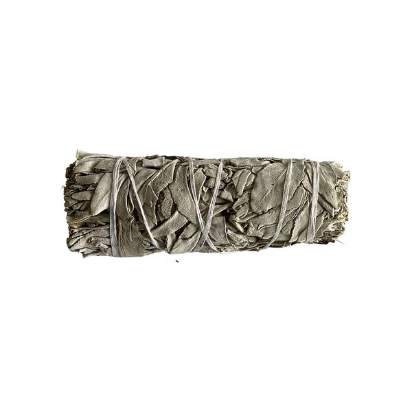White Sage 4"