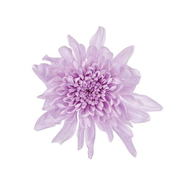 Daichi Farm DO004790-451 Preserved Flowers, Koten Chrysanthemum, Sweet Lilac, Approx. Flower Diameter 1.8 - 2.6 inches (4.5 - 6.5 cm), Pack of 6