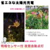 Nicheez Solar Light Garden Light Watering Can Decorative