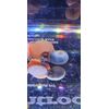 6+ Beautiful BLUE Ramshorn Snails Live Freshwater Aquarium-Algae Eater