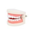 ULTNICE Teeth Model Standard Dental Teaching Study Typodont Demonstration Tool