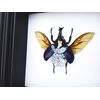 Real Steampunk Rhino Beetle Insect Taxidermy Display Shadow Box