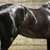 PRO-EQUINE COOLWASH 1 LITRE