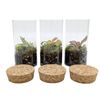 Mini Terrarium 10cm