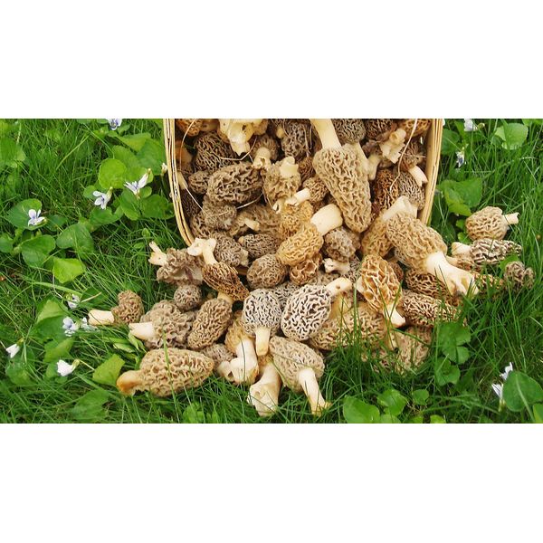 Large Kit Morel Mushroom Spores Sawdust Seed - 25 Gallon Kit