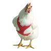 Valhoma Chicken Harness, Medium/Rooster