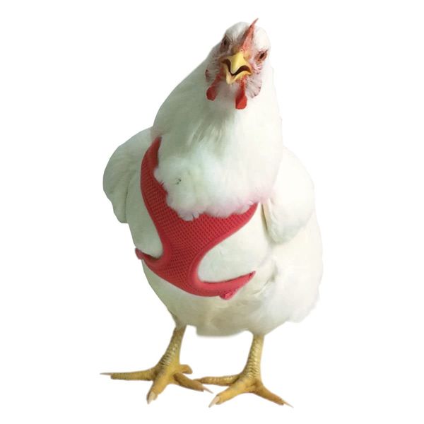Valhoma Chicken Harness, Medium/Rooster
