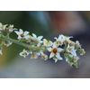 Boswellia serrata FRANKINCENSE TREE Seeds!