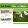 energy booster pills - OLIVE LEAF EXTRACT 500MG 2B - brain and memory supplement