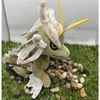 Capcom Monster Hunter: Amatsu Chibi Plush
