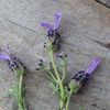 HANGERWORLD - 5 Colibri 5 Lavender Drawer Sachets Wool Protector