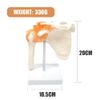 Human Shoulder Joint Model, Life Size Flexible Anatomically Accurate Shoulder Skeleton Model with Functional Ligaments and Removable Base