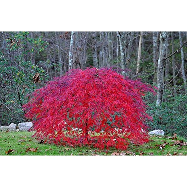 Red Laceleaf Weeping Japanese Maple Tamukeyama Tolerates Sun - Live Plant