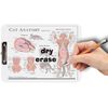 Cat Anatomy (a4 clipboard)