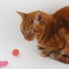 Nekozuki Cat Toy Set of 6