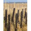 Elixir Gardens Spiral Tree Guards 2ft/24 Professional Sapling & Shrub Protector x 10