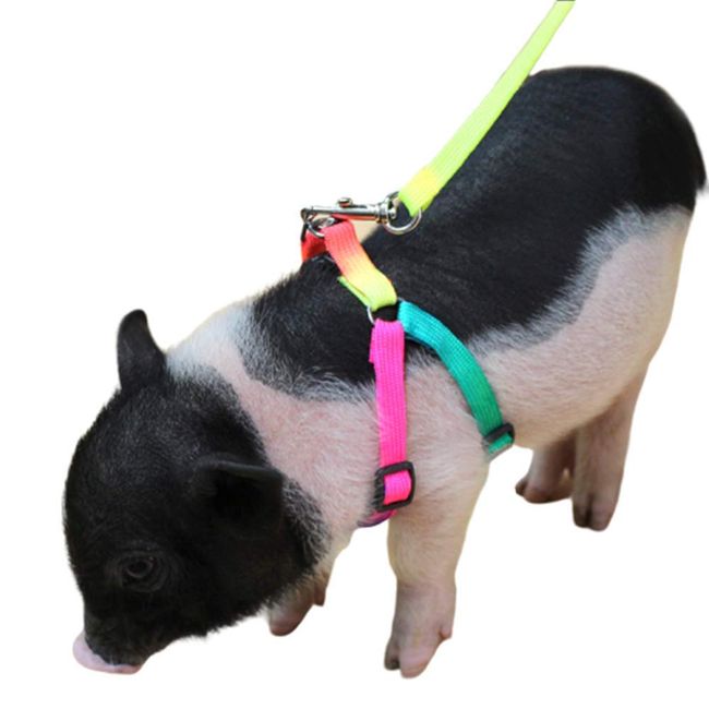 Mini Pig Adjustable Harness Leash for Hog Piggy and Other Small Animals -Ferret, Rabbit, Dog, Cat