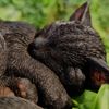 Vivid Arts - Sleeping Cat Black - XRL-ZC37-D