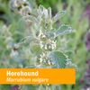 Herb Pharm Horehound Liquid Extract for Respiratory System Support - 1 Ounce