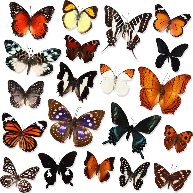 Hoteam 20 Pcs Real Butterfly Specimen Butterfly Taxidermy Artwork Natural Unmounted Butterfly Collection Assorted Taxidermy Animals for Entomology Craft Material Decor Home Desktop Office Display