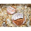 Organic  DEHYDRATED SOURDOUGH STARTER