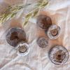 Nutley's Compost Plug Pellets Peat-Free Just Add Water (Quantity: 50, Size: 30mm)