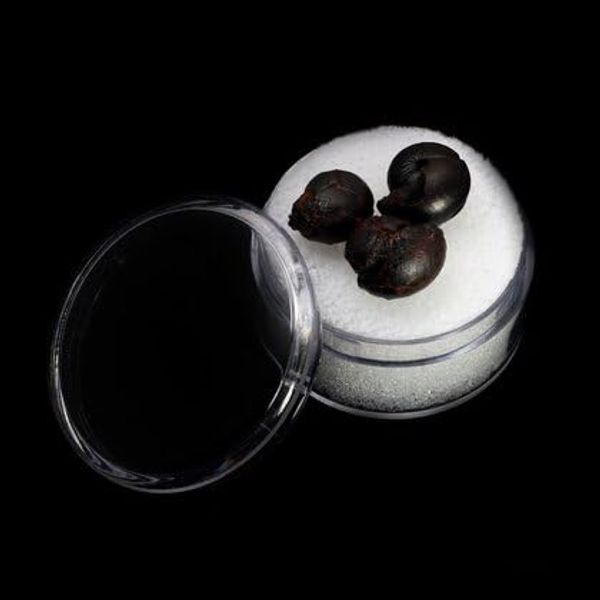 Mini Goniatite Fossils -Pack of 3