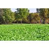Winter-Greens Deer Food Plot Seed for Fall Planting - Annual