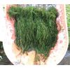 100+ STEMS ELODEA CANADENSIS WATER PLANTS 1+ POUND AQUERIUM CRAYFISH TURTLE KOI