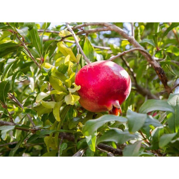 8 Pcs Wonderful Organic Pomegranate Cuttings 9 inch  + Long Mature Plant