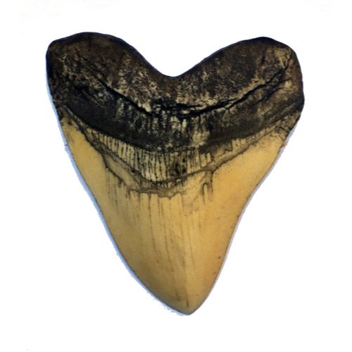 Megalodon Giant Shark Tooth (White)