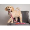 Pets First Collegiate Pet Accessories, Dog Leash, Clemson Tigers, Large