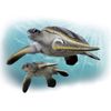 アニア AS-20 アオウミガメ