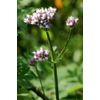 Pure Herbs: Valerian Root - 4 oz.