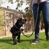 Battersea Reflective Dog Lead Orange 110 cm