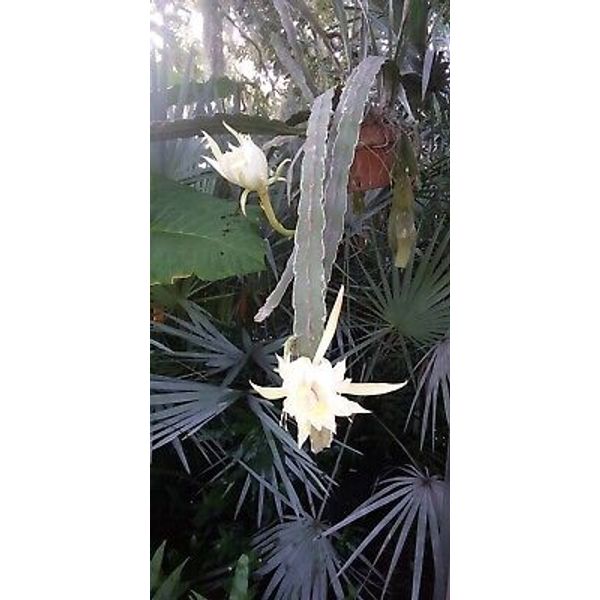 Epiphyllum Hookerii cuttings.