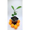 Calamondin/Calamansi seedling (Citrofortunella Microcarpa)