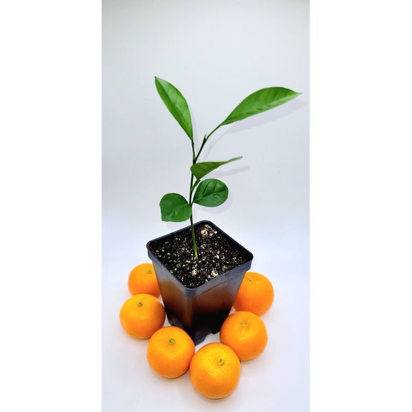 Calamondin/Calamansi seedling (Citrofortunella Microcarpa)