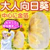 Yebe Summer Sunflower Nail Tip, Round Shape, Yellow Type, Gel Material, Nail