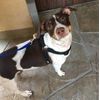 PUPTECK No Pull Dog Harness Soft Adjustable Basic Nylon Step in Puppy Vest Outdoor Walking with ID Tag Medium