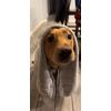 DR. ORGANIZER Milo's Choice Microfiber Pet Towel with Ear Shaped Drying Pockets