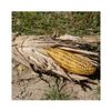 Avery Outdoors Hunting Gear Field Corn (Dozen)