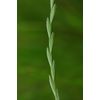 Annual Rye Grass 5.5 lbs Grass Seed Fast Growing Winter Fall Rye Grass FAST SHIP